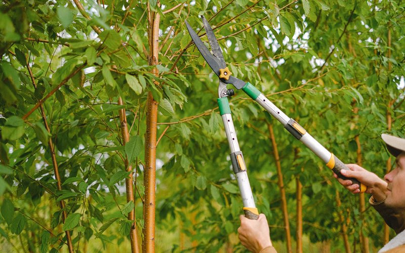 Tree trimming in Absaraka, ND