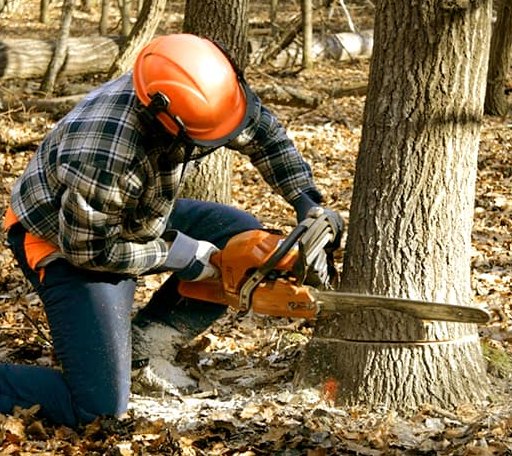 Tree Removal in Absaraka, ND